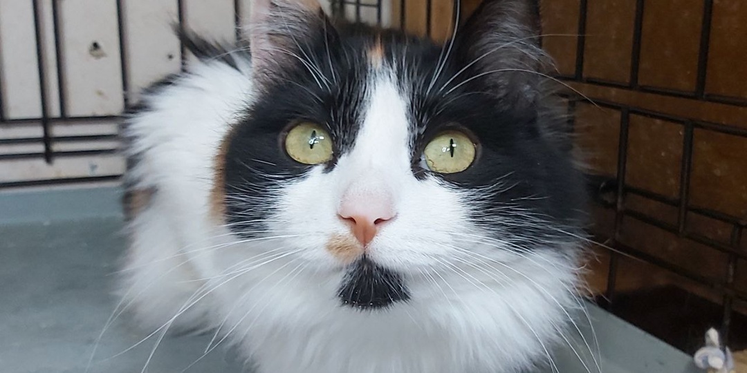 Пушистые, разноцветные снежинки