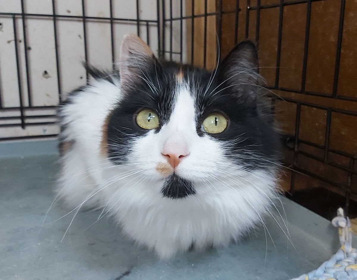 Кошечка Комендантша, 4 года. Комендантшу нашли на улице (на территории приюта).