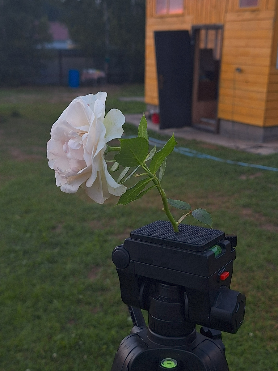 Стихийный натюрморт (лето, 2025)