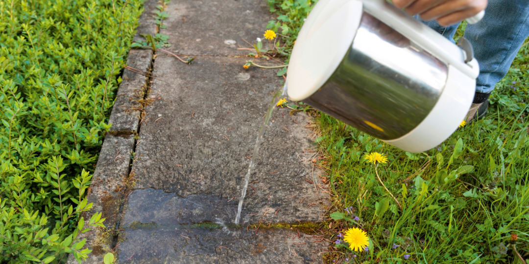 Грядки «чистые», а спина больше «не ноет»: избавился от сорняков методом Менделеева. В 2026 году буду повторять