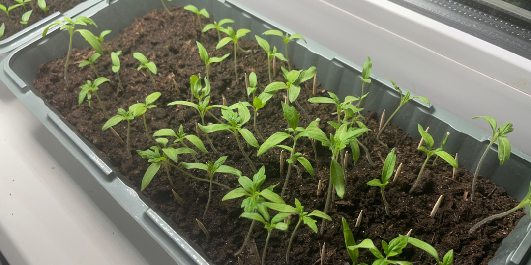 Сею позже – собираю урожай раньше: 3 способа позднего, но эффективного посева томатов на рассаду