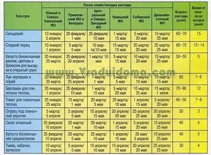 Когда сеять перцы и баклажаны для теплицы? Точный расчёт сроков для Сибири