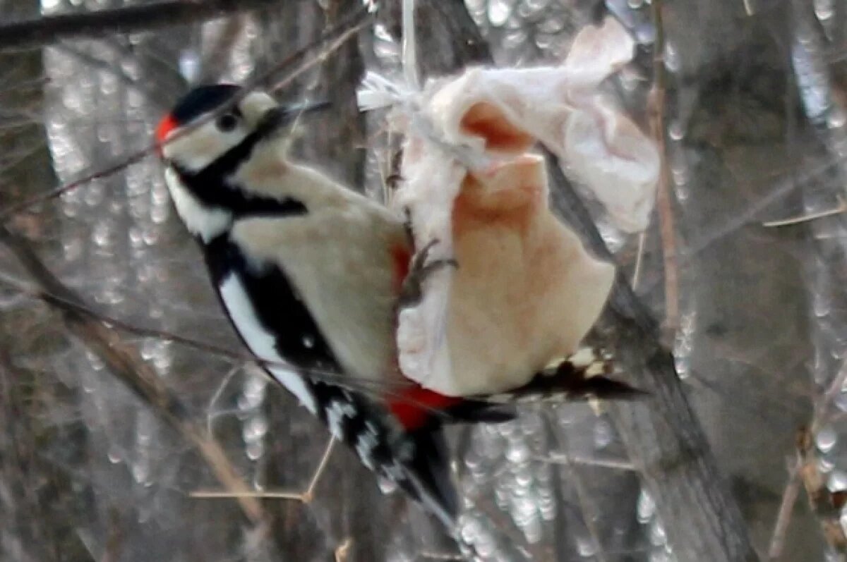    В Хабаровском крае отмечают Всероссийский День зимующих птиц