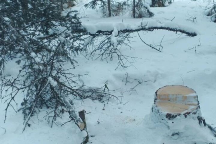    Фото:пресс-служба министерства лесного хозяйства и лесопереработки Хабаровского края