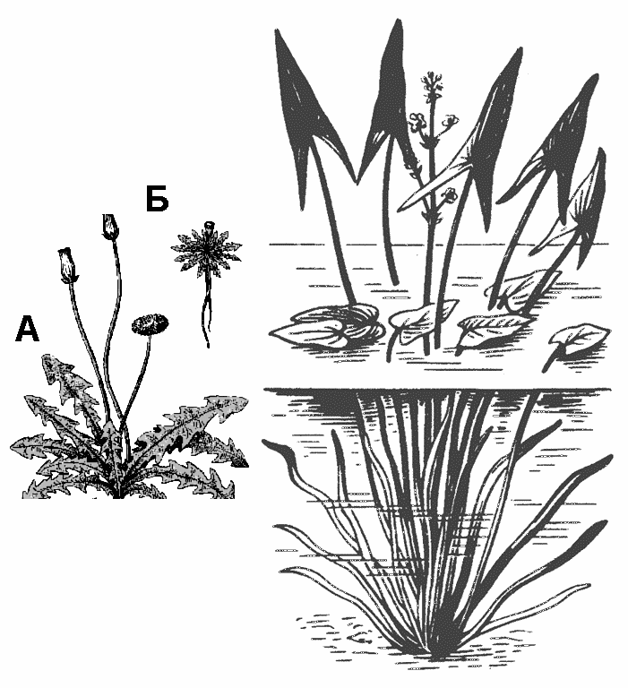 У одуванчика узкая норма реакции по форме листьев, а у стрелолиста широкая