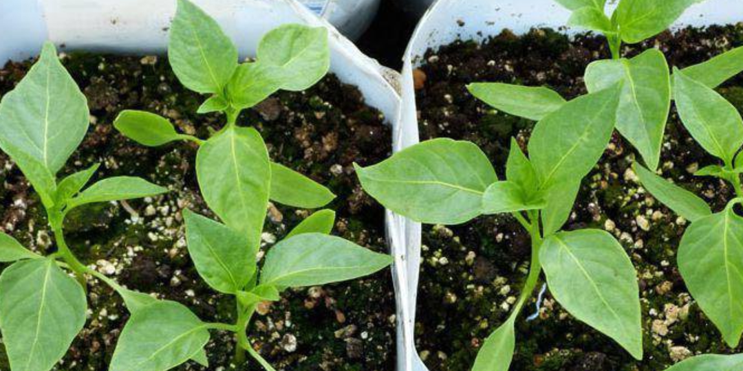 Перец на рассаду в феврале больше не сею. Майская рассада получается крепче, а урожая в разы больше