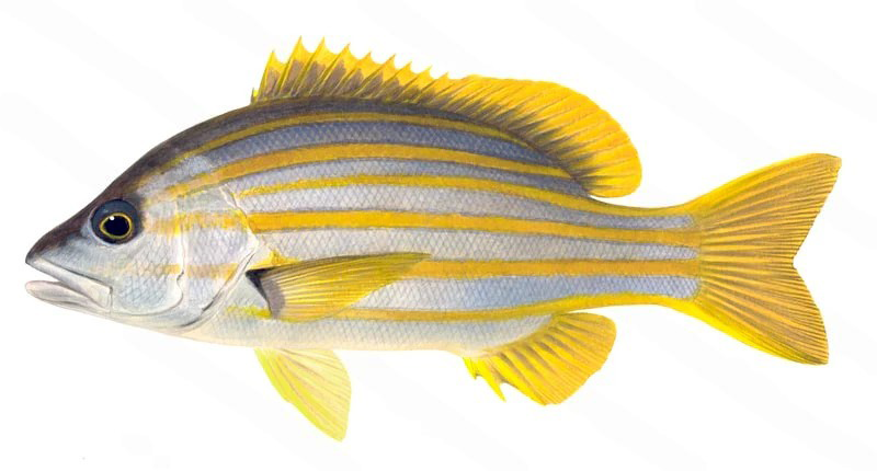 Lutjanus carponotatus