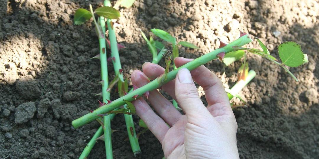 Круглый год получаю новые розы методом «почки»: 3-4 недели и новый черенок весь в корнях