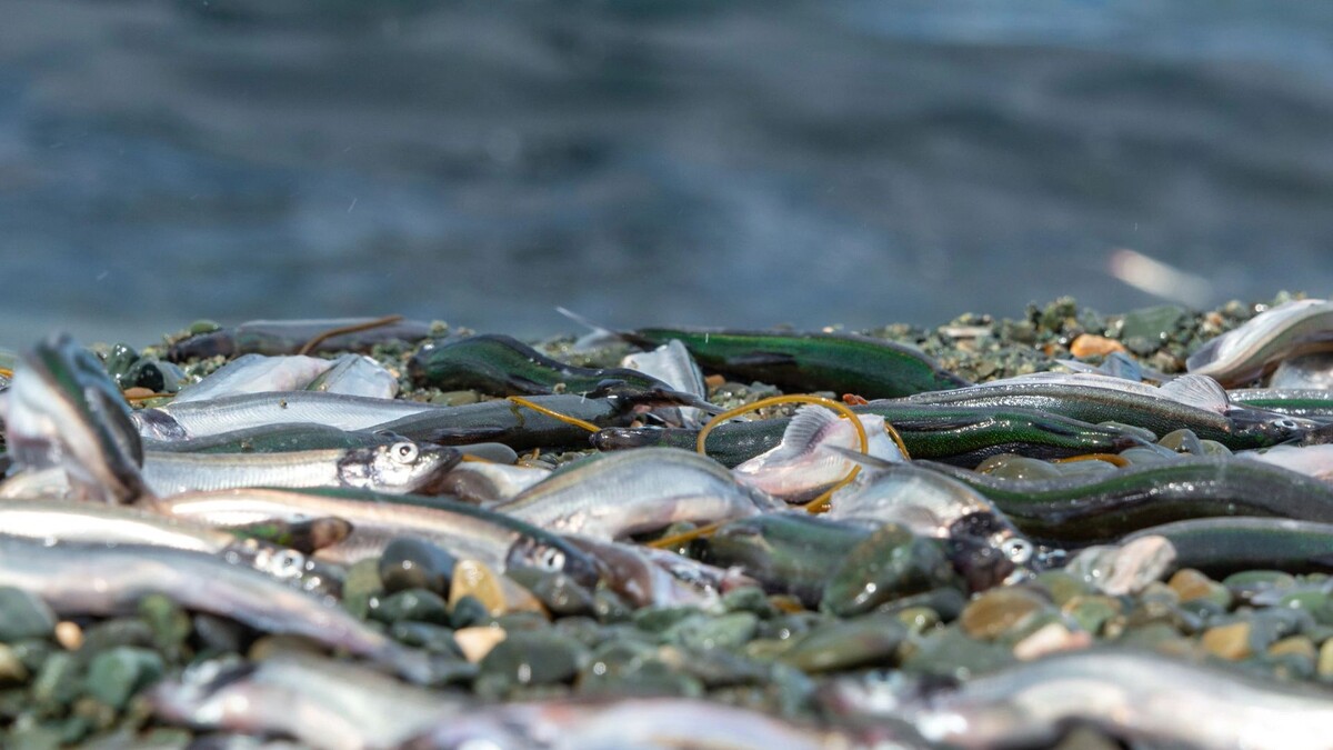    Фото: Dolores M. Harvey / Shutterstock / Fotodom