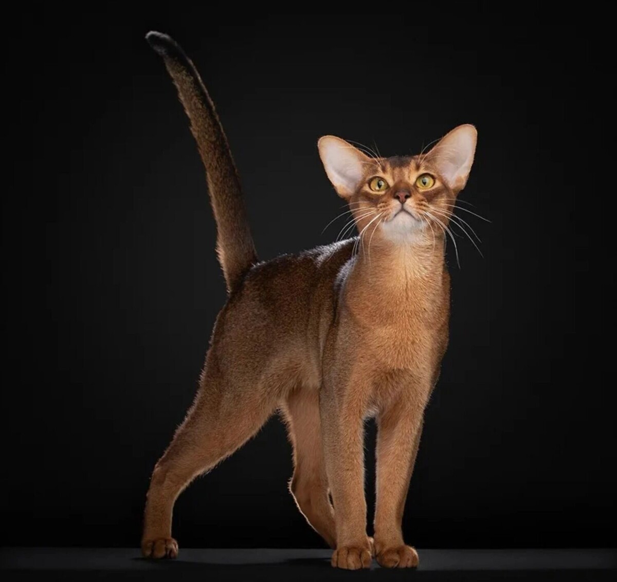    Абиссинский кот Дарлен Флер Далмор Блэк   wcf-bestcat.de