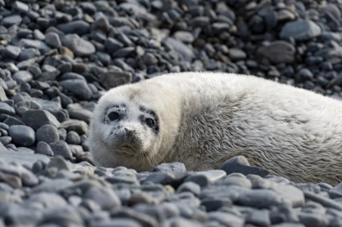    «Роддом» на островах.