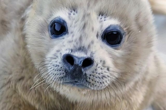    Фото: пресс-служба ФГБУ «Земля леопарда»/ Игорь Катин