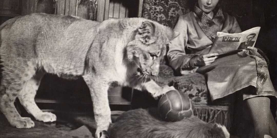 Львица в коммуналке: история Веры Чаплиной, которую знал каждый пионер в СССР