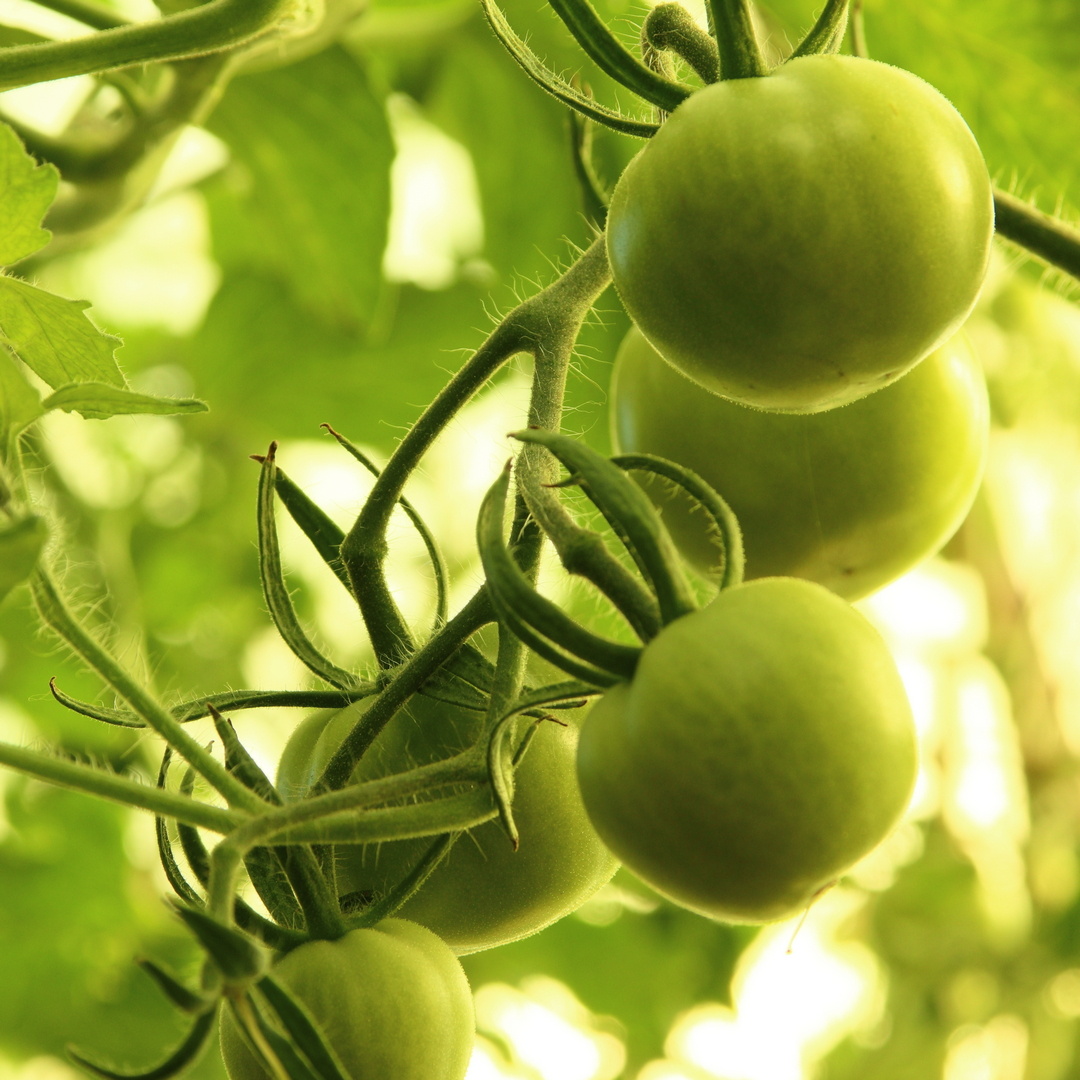 серия фото автора