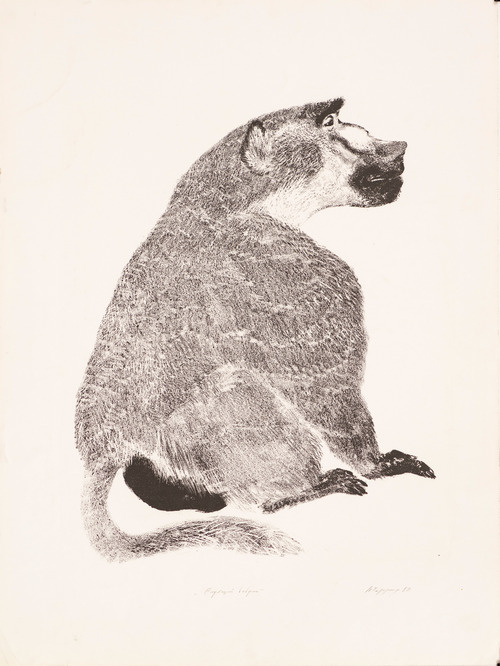    Чарушин Н.Е. Сидящий бабуин