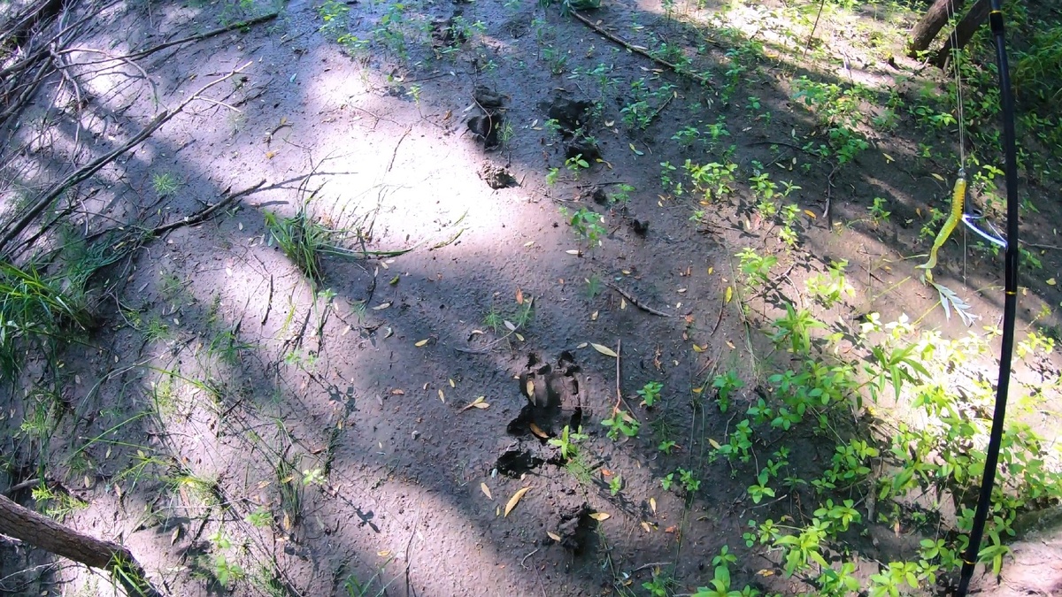 Довольно свежие лосиные следы.