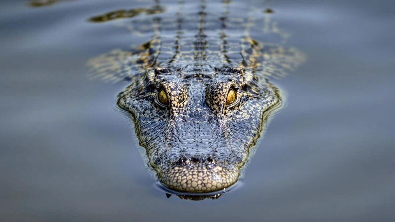    Фото: Kamal15/Shutterstock/Fotodom