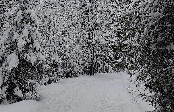    © МКУ «Пермское городское лесничество, vk.com/permgorles