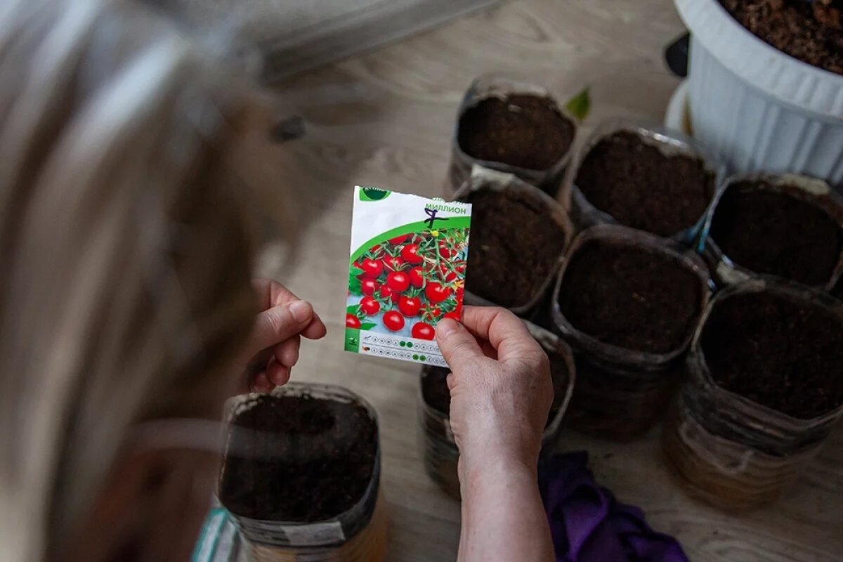    Большинство низкорослых сортов хорошо переносят колебания температуры.