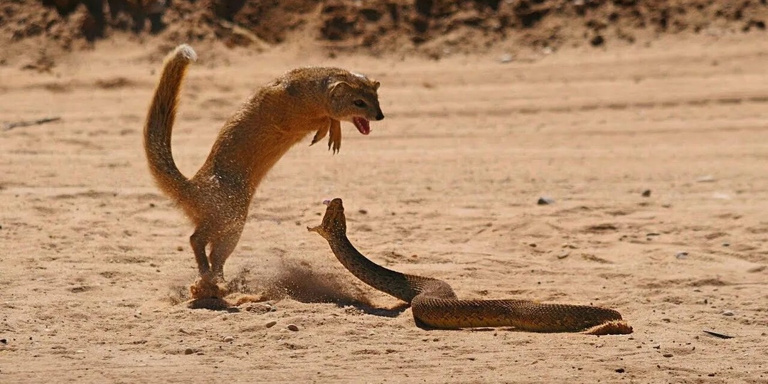Мангуст: маленький хищник с большими возможностями