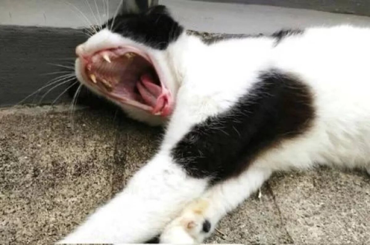    Пермячка 20 раз ударила арендатора ножом за шутку про кошек