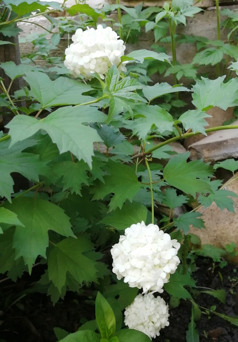 Калина Бульденеж лето 2025, первое цветение.