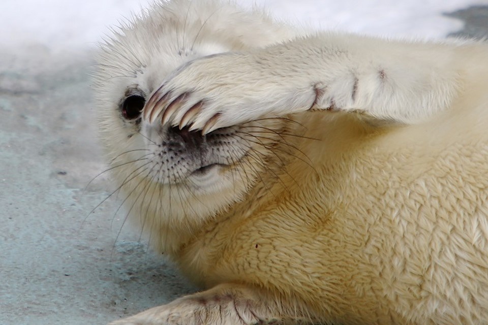    Первые в этом году бельки тюленей появились на островах заповедника Виктор ГУСЕЙНОВ