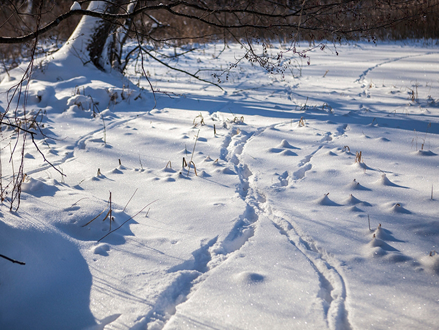 Фото: департамент природных ресурсов