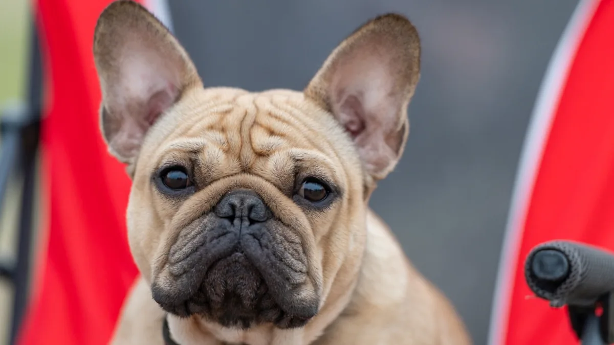 Фот такой, палевый. Фото с yahoo.com для примера