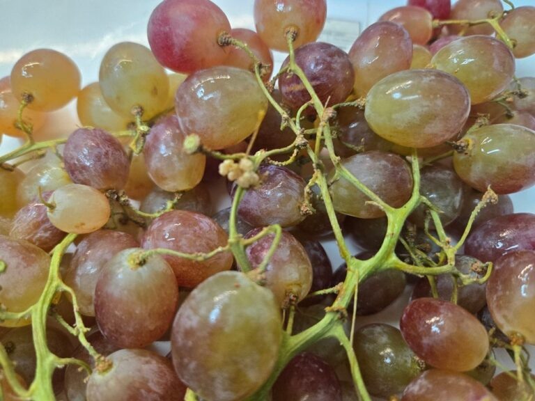    В Оренбуржье остановили ввоз 20 тонн заражённого винограда Оренбуржье