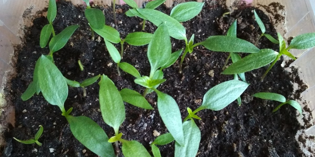 Сэкономил свыше 20 тысяч рублей на подсветке. Нашёл подход, при котором рассада растёт крепкой без света