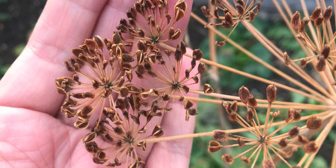 Три года завидовала соседке, глядя на её укроп — пока не поняла, в чём настоящий секрет его пышной зелени