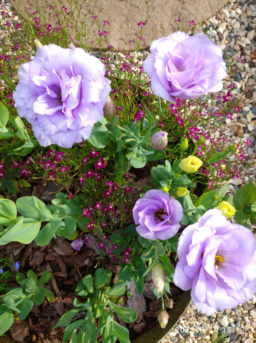 Эустома, к примеру, не годится для подзимнего посева. Моя эустома, выращенная в 2021 году.