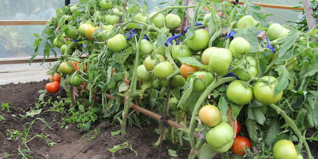 Быстрее точно не получится: 16 ультраскороспелых томатов для максимально раннего и стабильного урожая