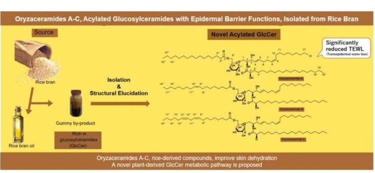    Фото: Phytochemistry Letters (2026). DOI: 10.1016/j.phytol.2025.104086