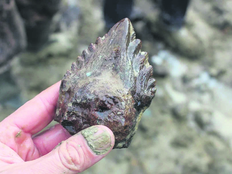     В ходе экотура можно найти зуб базилозавра. Павел Ситников