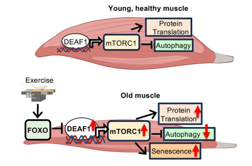 С возрастом повышенный уровень DEAF1 приводит к накоплению повреждённых белков в мышечных клетках, что вызывает старение мышц и их ослабление. Физические упражнения сохраняют здоровье стареющих мышц, снижая уровень DEAF1 и восстанавливая баланс между ростом и восстановлением мышц. 