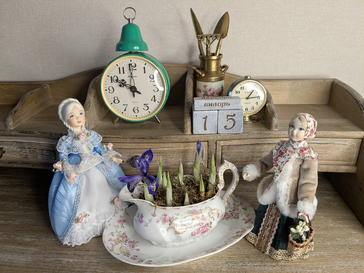 Ирис сетчатый, сорт Harmony