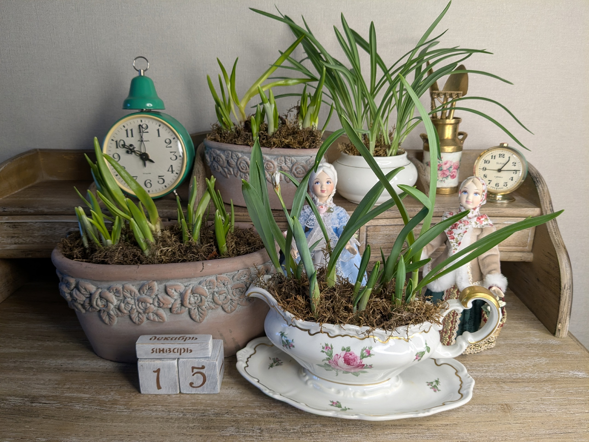 Галантусы - результат будет или нет???