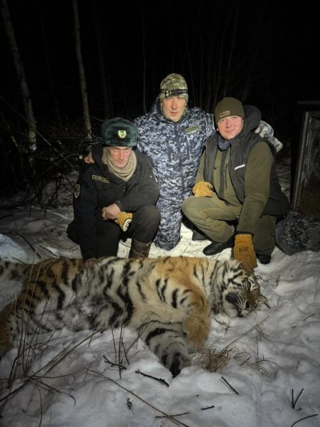    Фото:телеграм-канал Центра «Амурский тигр»