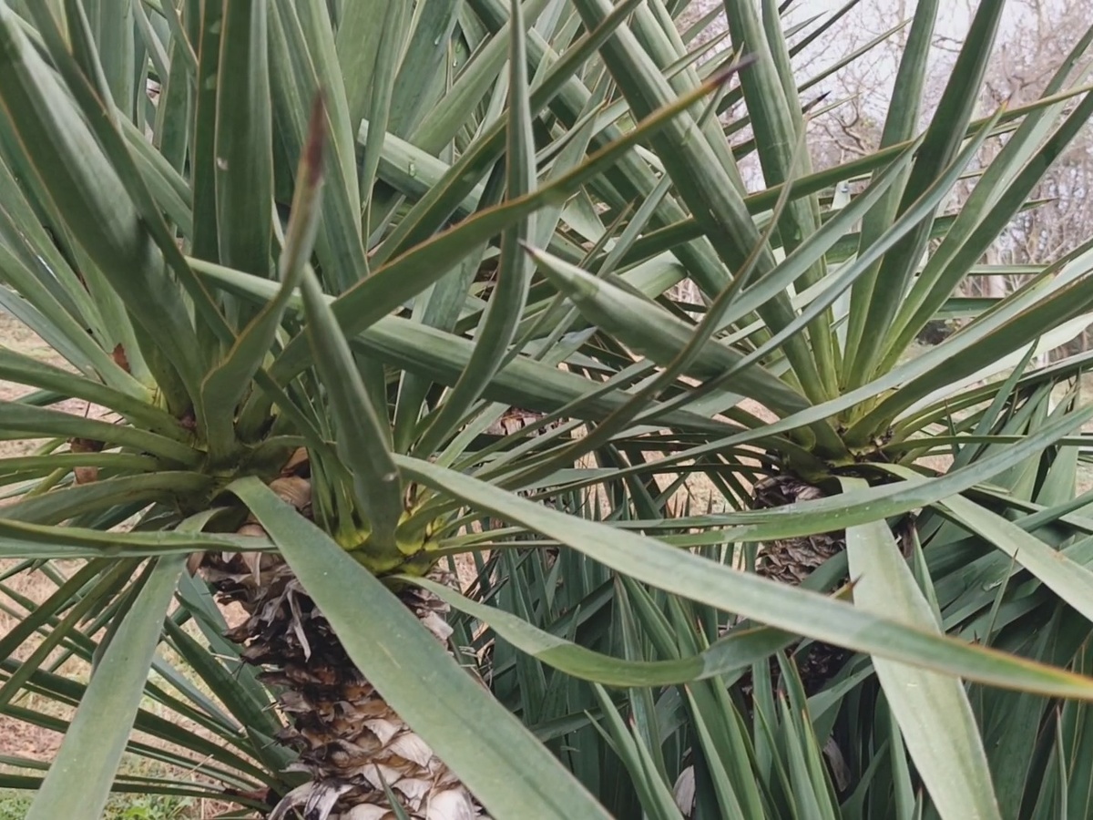 Адлер, Ачигварское озеро, январь 2026 года