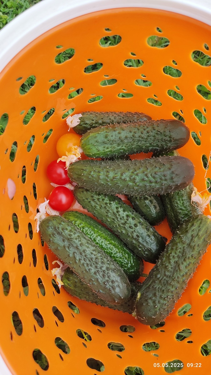 Фото прошлого года - первый урожай 5 мая