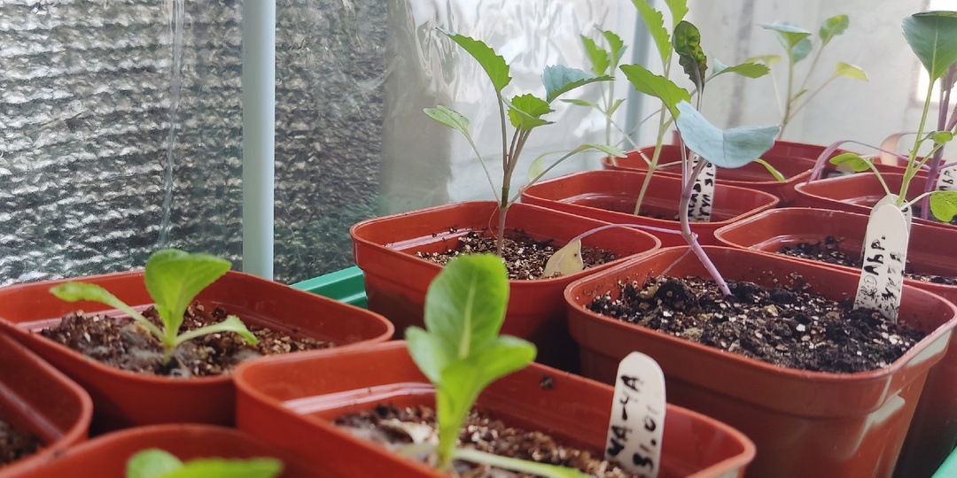 Мой график посева рассады