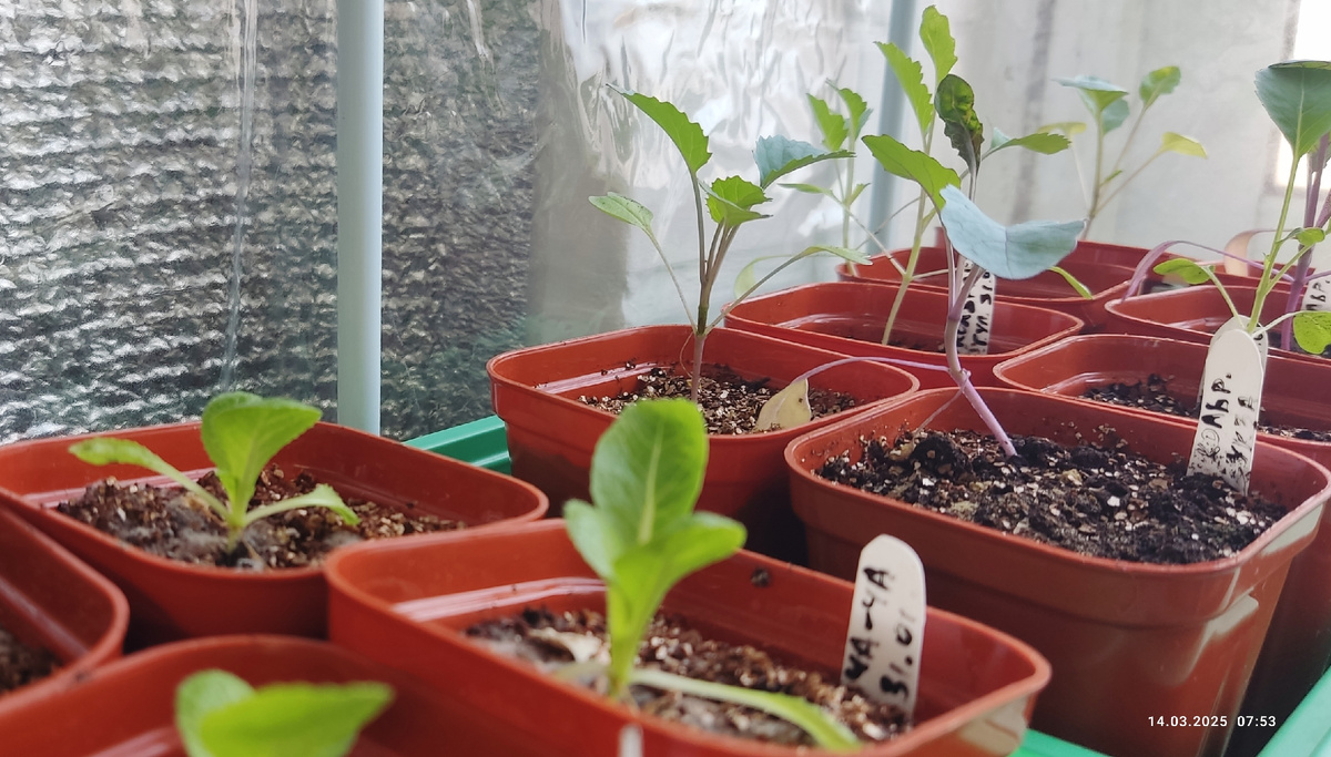 Фото прошлогодних посадок. Капуста посеянная 31 января ленивым способом