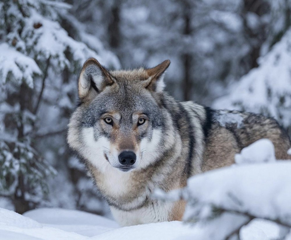    Свыше 170 волков добыли охотники Кировской области в 2025 году