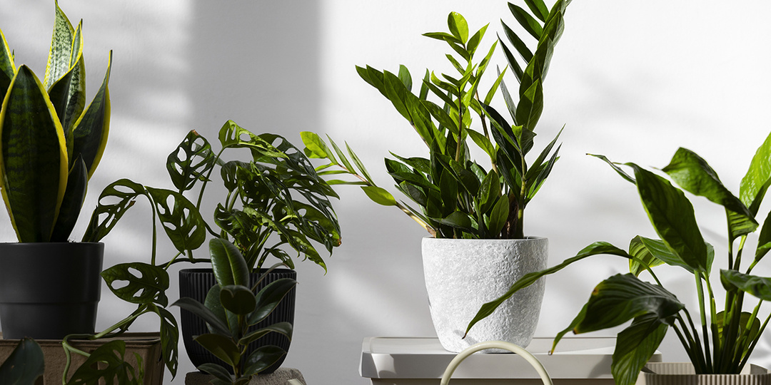 Садовод рассказал, как распознать паутинного клеща на комнатных растениях