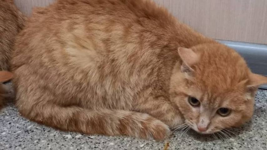 В Асбесте семь рыжих кошек могут выбросить на мороз из приюта