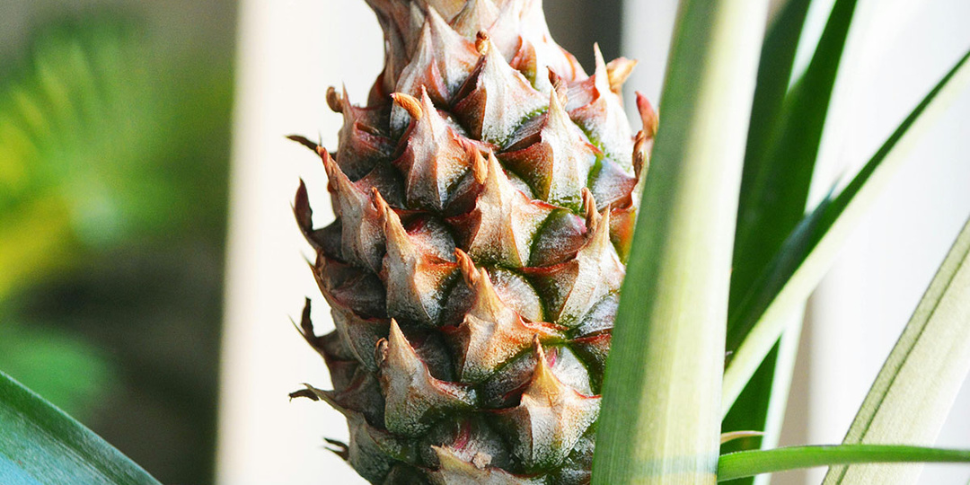 Как вырастить ананас из верхушки плода