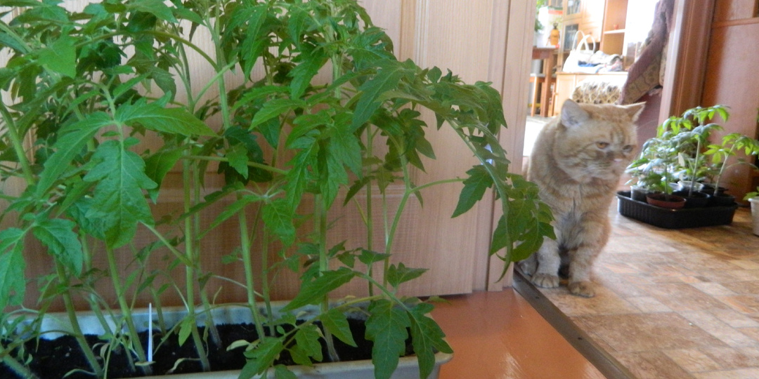 Подготовка ящиков для рассады к сезону: обработка и выбор оптимальных емкостей