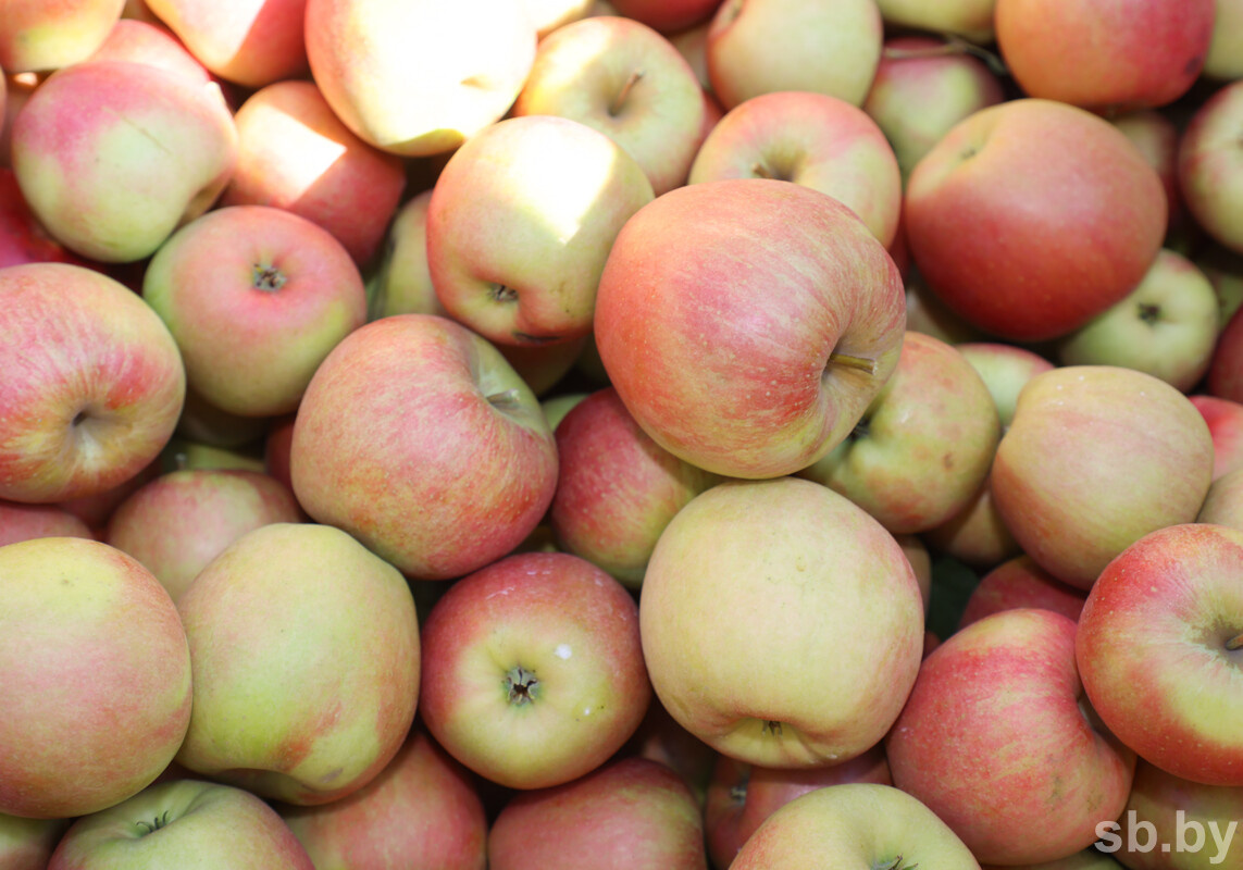 Иллюстративное фото из архива «СБ»